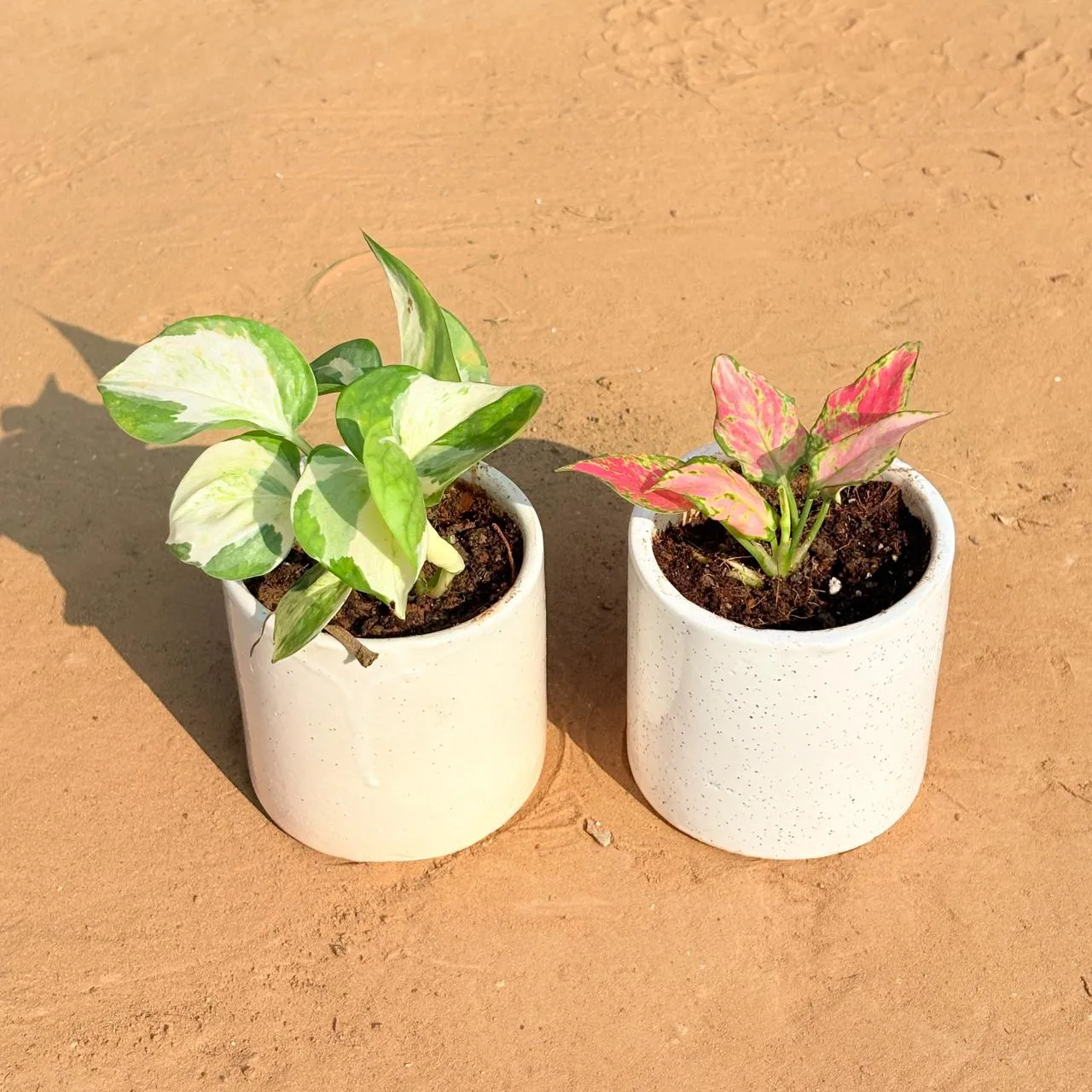 Set of 2 - Money Plant N'Joy & Aglaonema Pink in 4 Inch White Pipe Designer Ceramic Pot (any design)