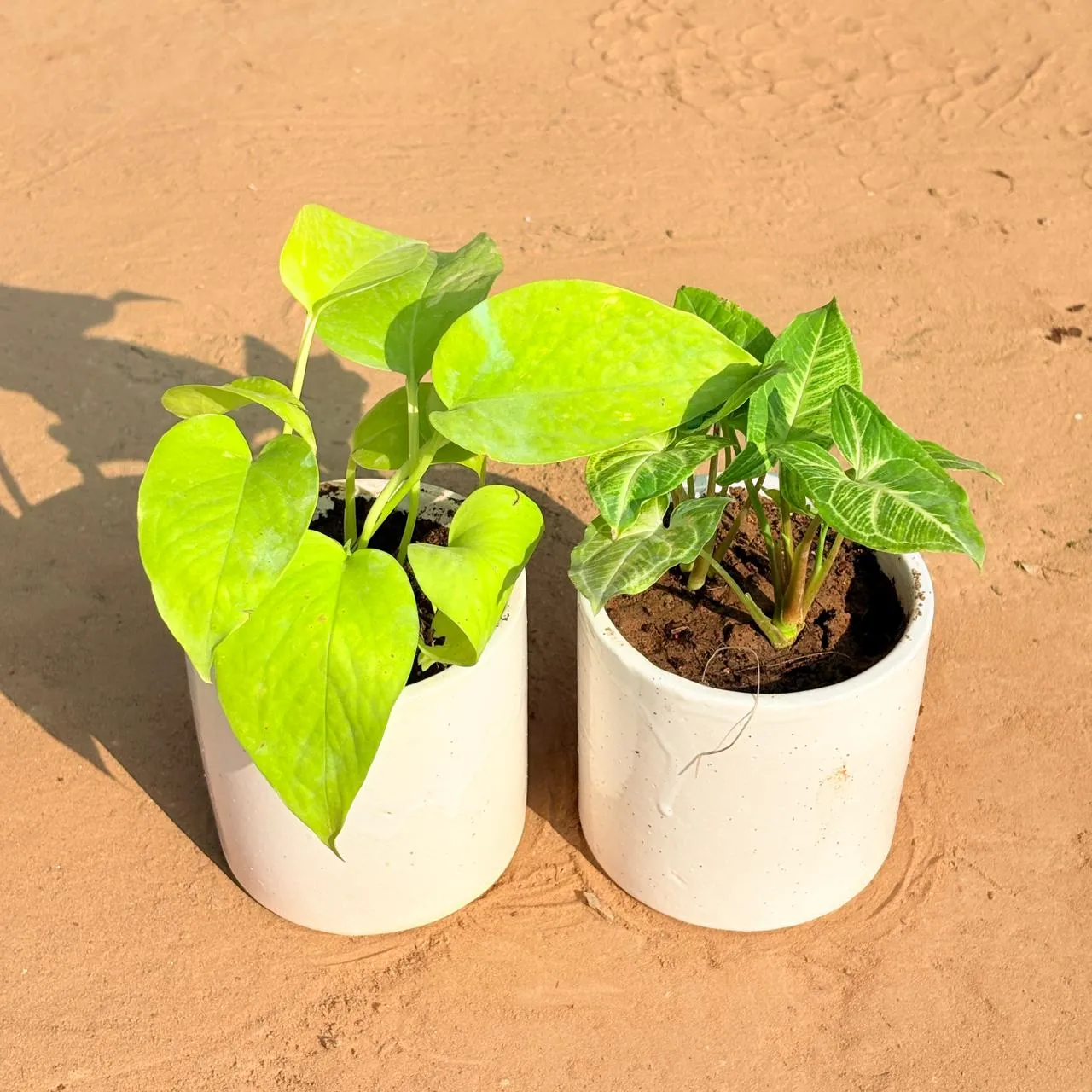 Set of 2 - Golden Money Plant & Syngonium Alba Dwarf in 4 Inch White Pipe Designer Ceramic Pot (any design)