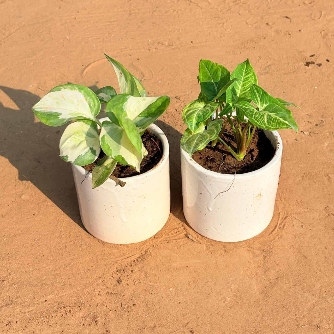 Set of 2 - Money Plant N'Joy & Syngonium Alba Dwarf in 4 Inch White Pipe Designer Ceramic Pot (any design)
