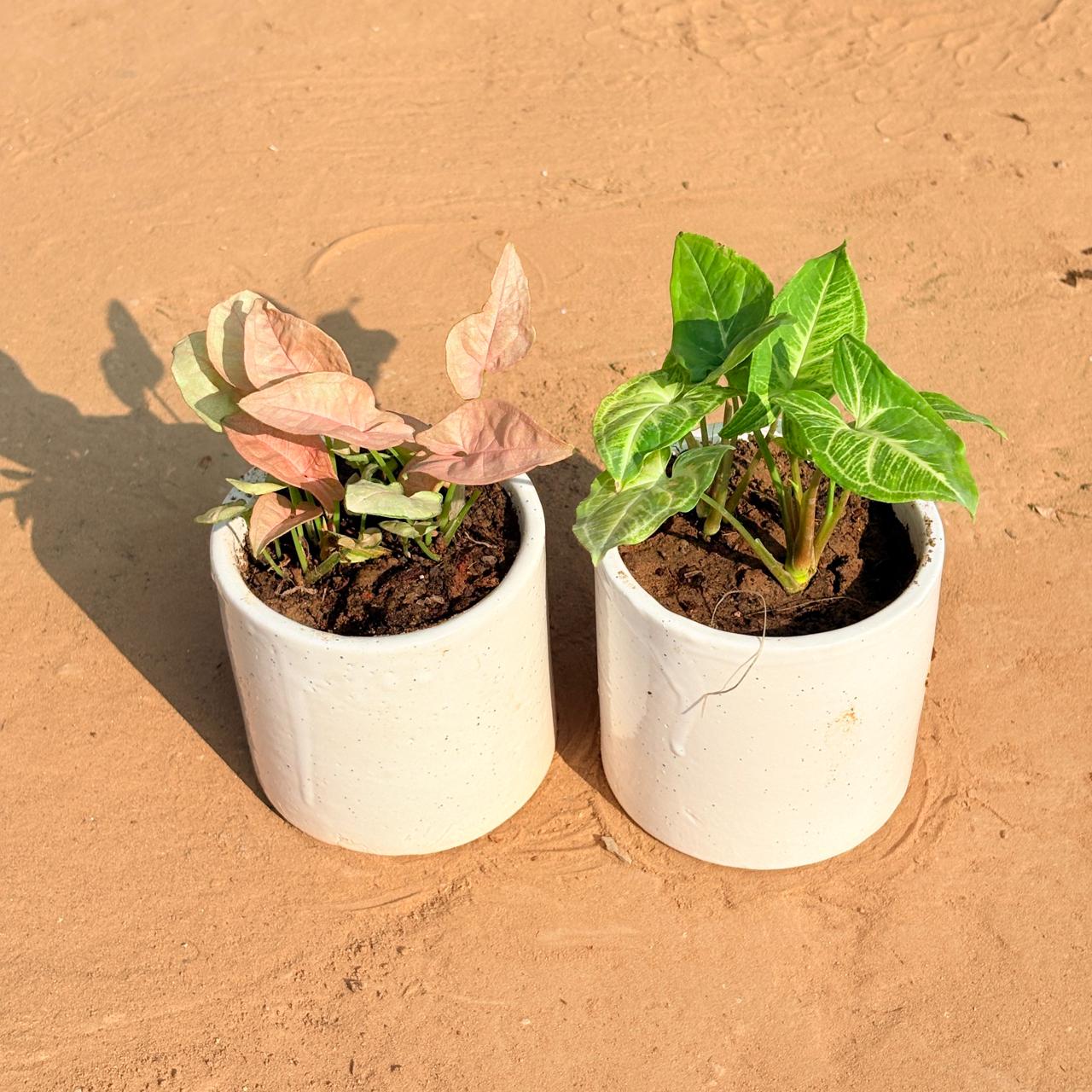 Set of 2 - Syngonium Pink & Syngonium Alba Dwarf in 4 Inch White Pipe Designer Ceramic Pot (any design)