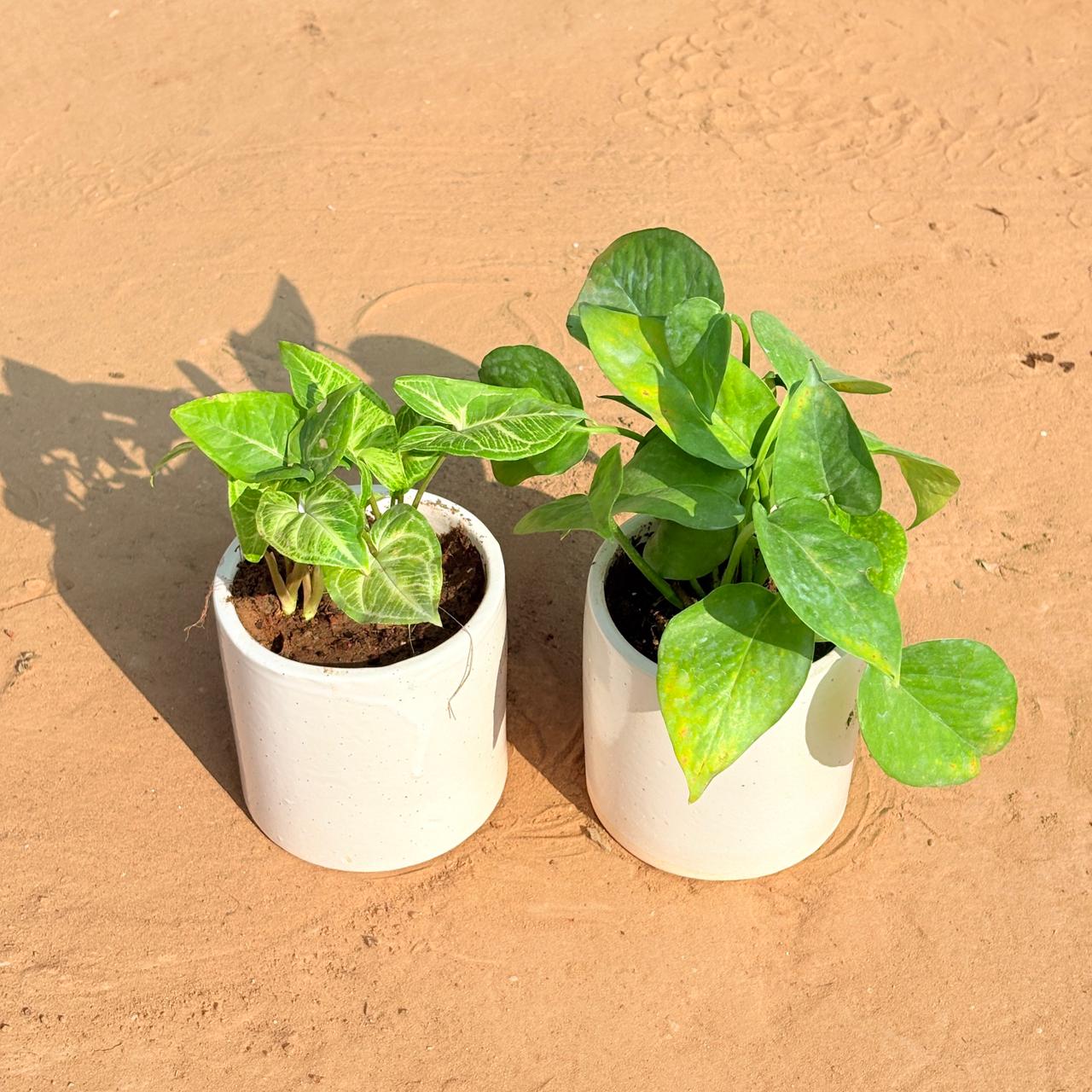 Set of 2 - Syngonium Alba Dwarf & Money Plant Green in 4 Inch White Pipe Designer Ceramic Pot (any design)
