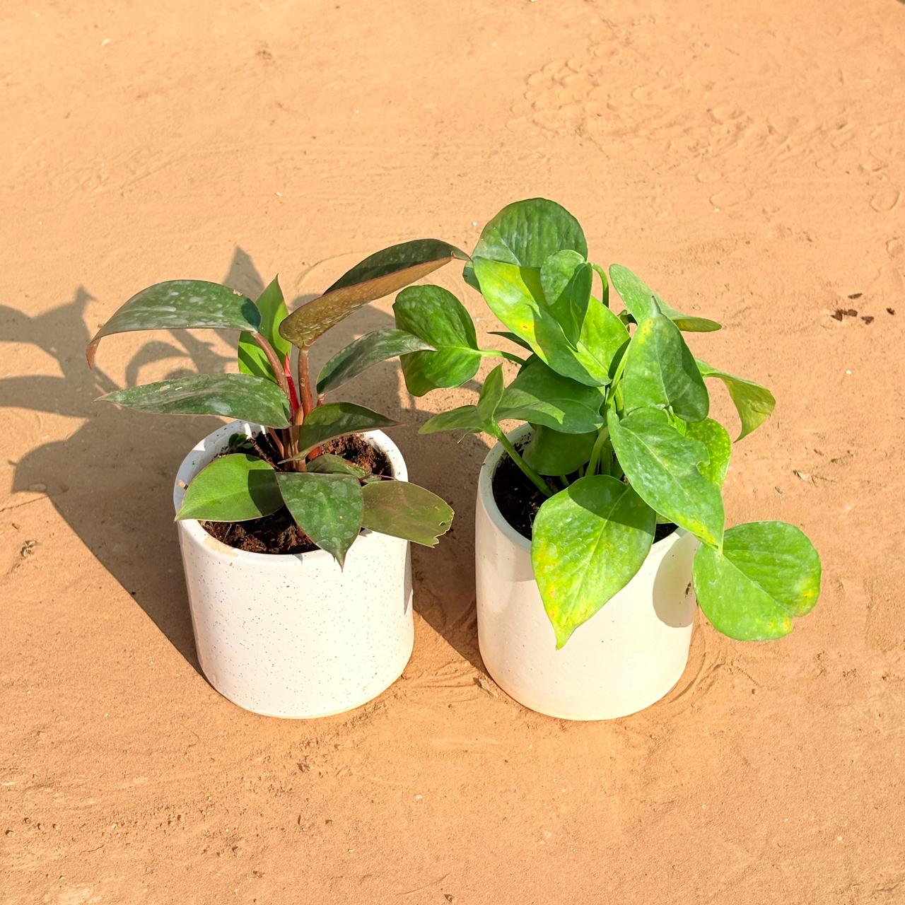 Set of 2 - Philodendron Red & Money Plant Green in 4 Inch White Pipe Designer Ceramic Pot (any design)