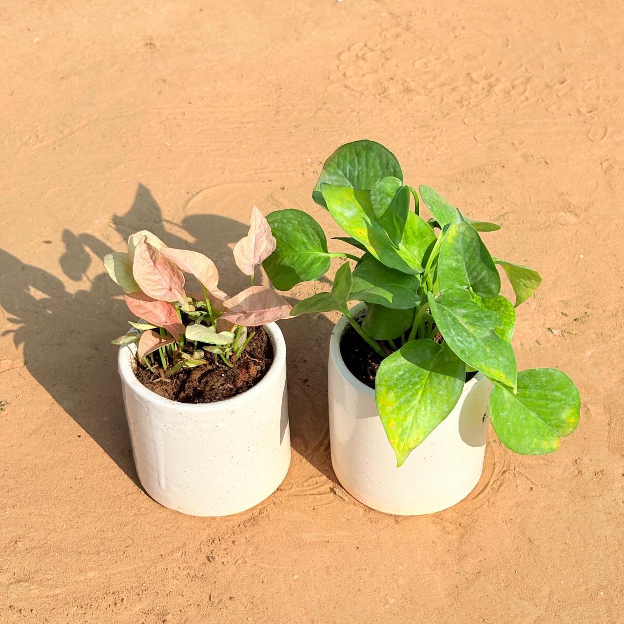 Set of 2 - Aglaonema Pink & Money Plant Green in 4 Inch White Pipe Designer Ceramic Pot (any design)