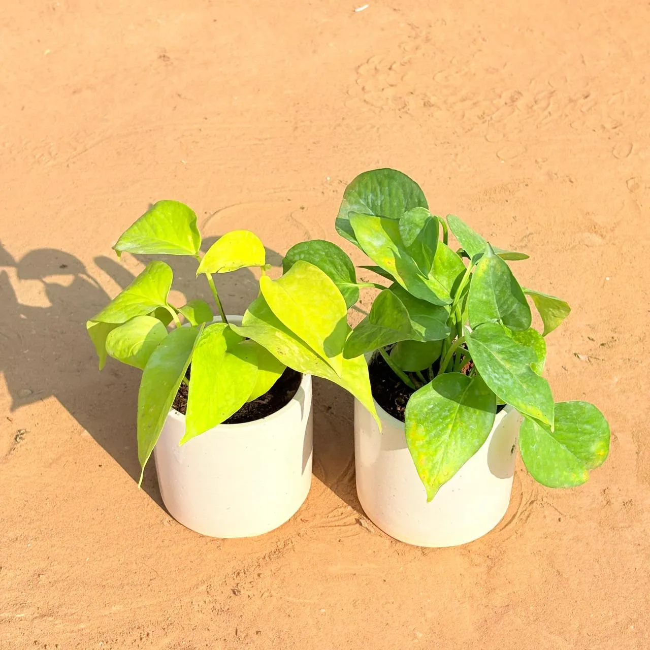 Set of 2 - Golden Money Plant & Money Plant Green in 4 Inch White Pipe Designer Ceramic Pot (any design)