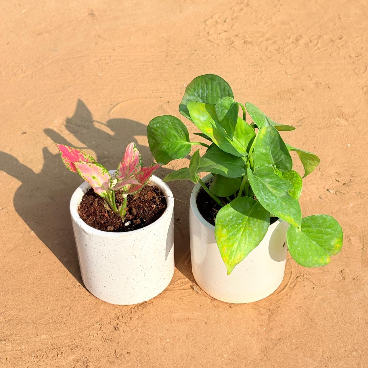Set of 2 - Syngonium Pink & Money Plant Green in 4 Inch White Pipe Designer Ceramic Pot (any design)