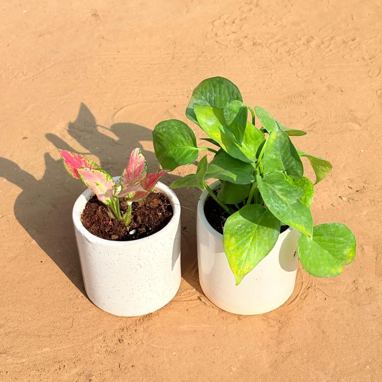 Set of 2 - Syngonium Pink & Money Plant Green in 4 Inch White Pipe Designer Ceramic Pot (any design)