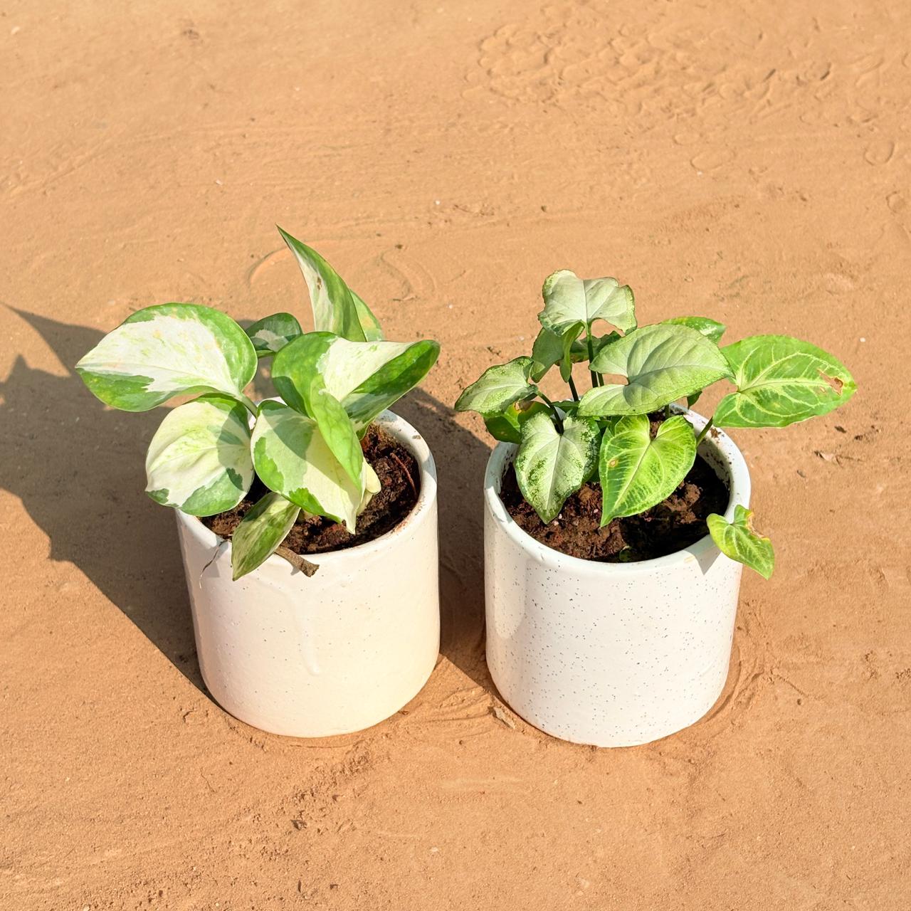 Set of 2 - Money Plant N'Joy & Syngonium Yammi in 4 Inch White Pipe Designer Ceramic Pot (any design)