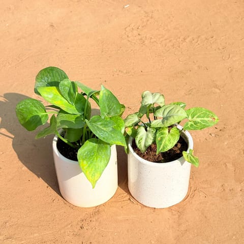 Set of 2 - Money Plant Green & Syngonium Yammi in 4 Inch White Pipe Designer Ceramic Pot (any design)