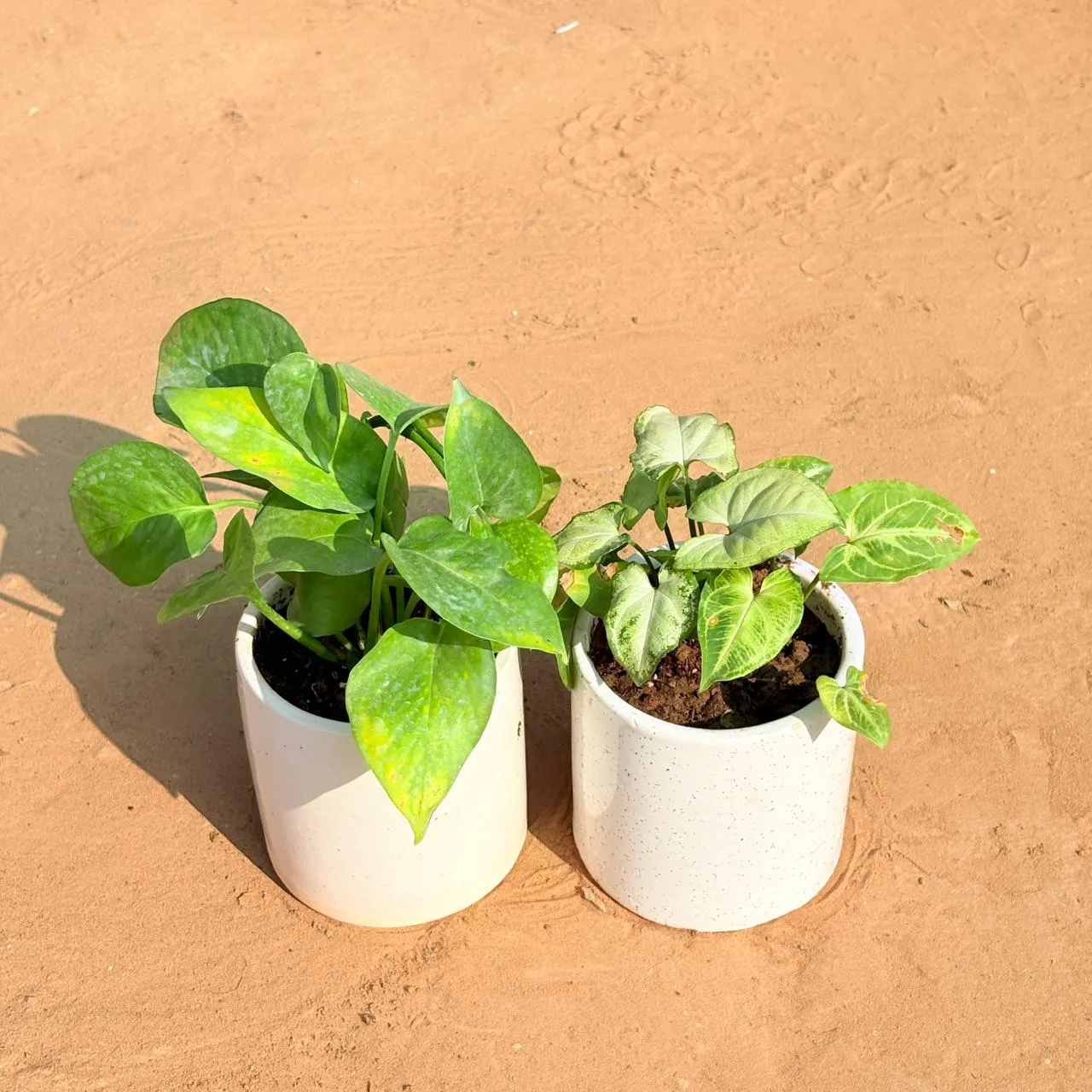 Set of 2 - Money Plant Green & Syngonium Yammi in 4 Inch White Pipe Designer Ceramic Pot (any design)