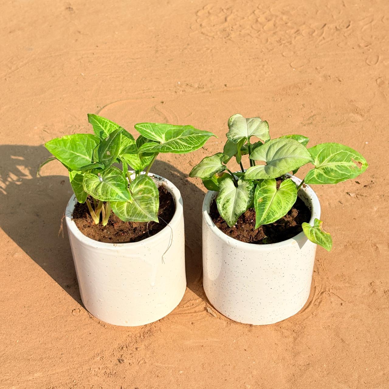 Set of 2 - Syngonium Green Arrowhead & Syngonium Yammi in 4 Inch White Pipe Designer Ceramic Pot (any design)