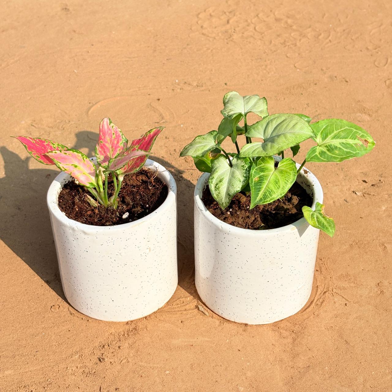 Set of 2 - Aglaonema Pink & Syngonium Yammi in 4 Inch White Pipe Designer Ceramic Pot (any design)