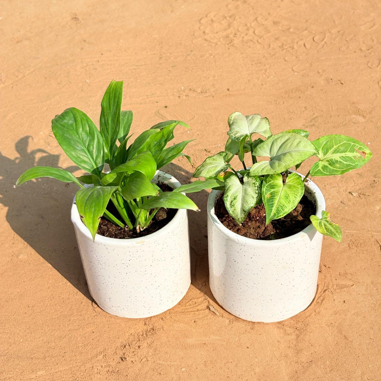 Set of 2 - Peace Lily & Syngonium Yammi in 4 Inch White Pipe Designer Ceramic Pot (any design)
