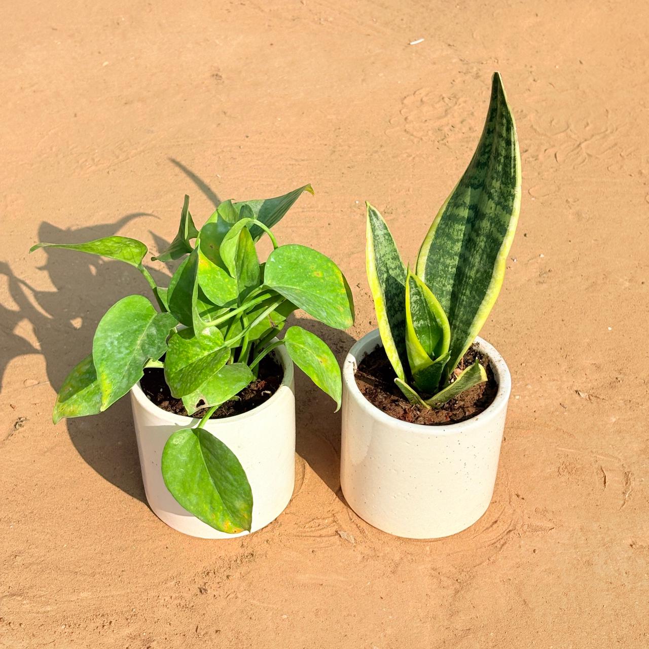 Set of 2 - Money Plant Green & Snake Yellow in 4 Inch White Pipe Designer Ceramic Pot (any design)
