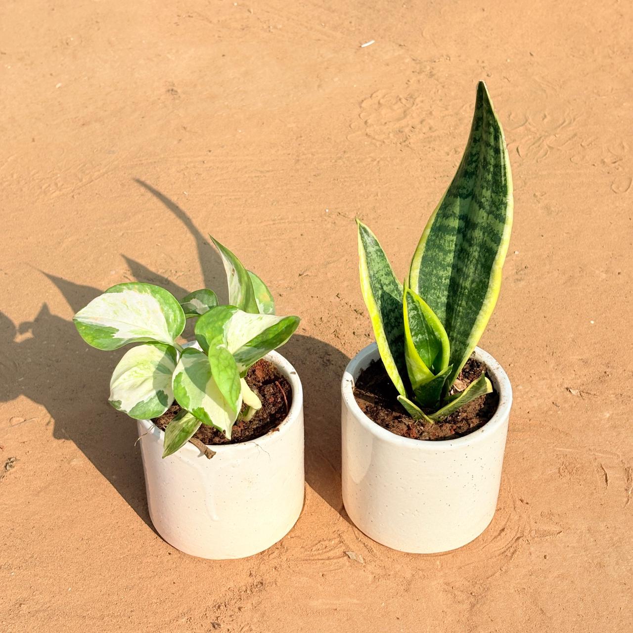 Set of 2 - Money Plant N'Joy & Snake Yellow in 4 Inch White Pipe Designer Ceramic Pot (any design)