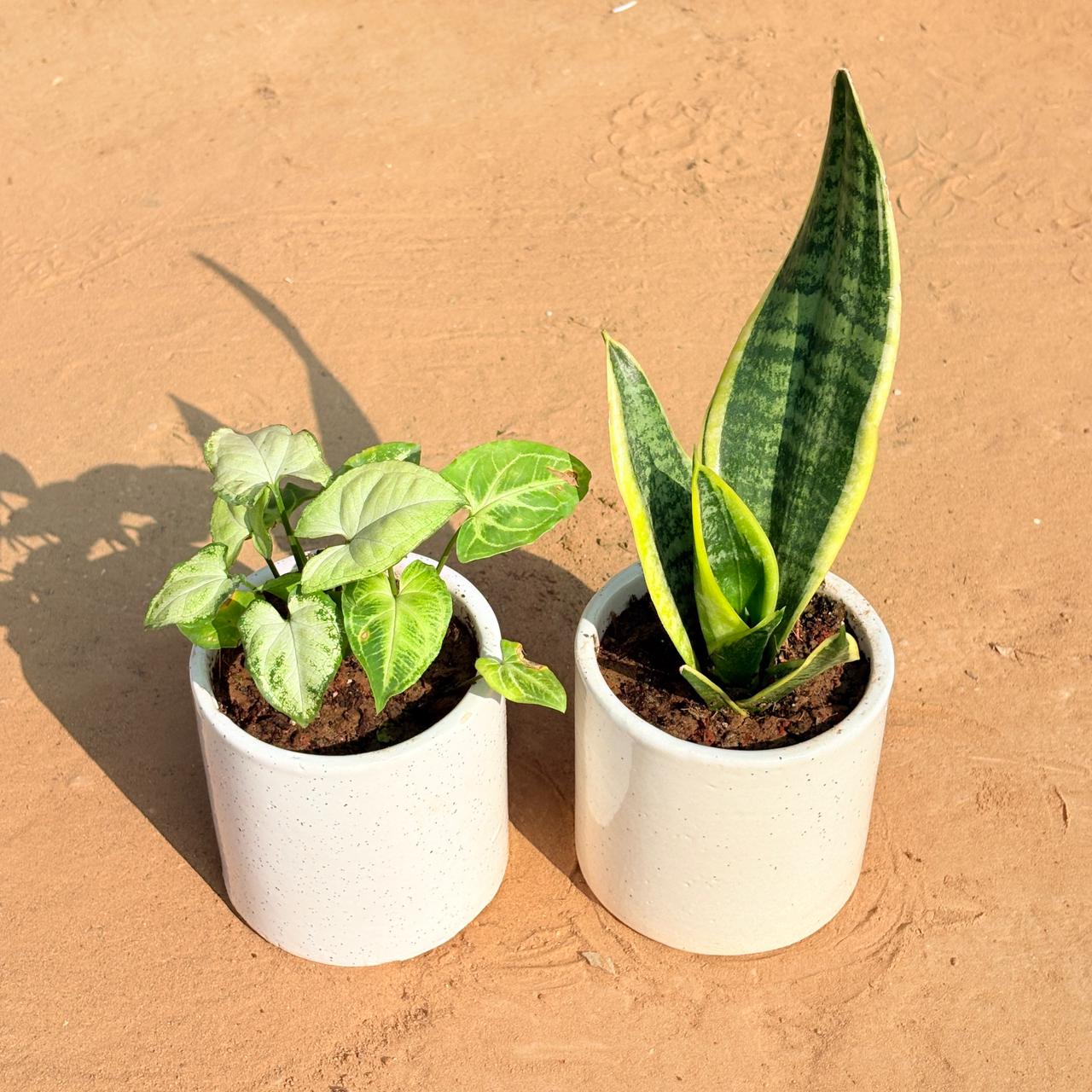 Set of 2 - Syngonium Yammi & Snake Yellow in 4 Inch White Pipe Designer Ceramic Pot (any design)