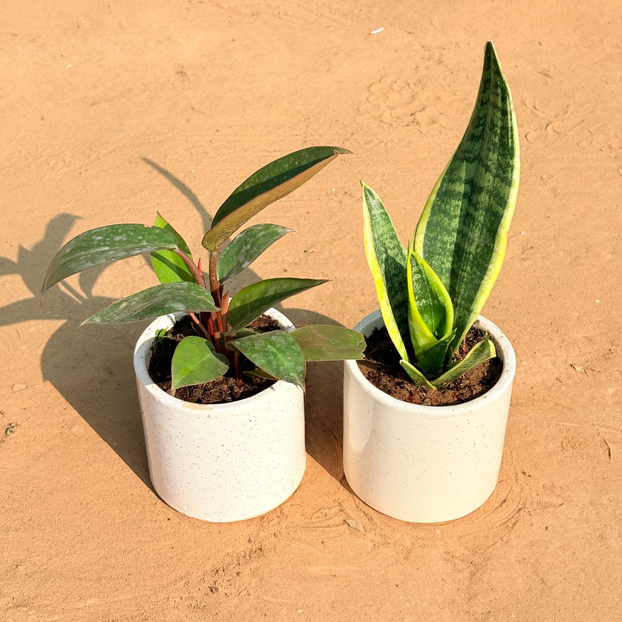 Set of 2 - Philodendron Red & Snake Yellow in 4 Inch White Pipe Designer Ceramic Pot (any design)