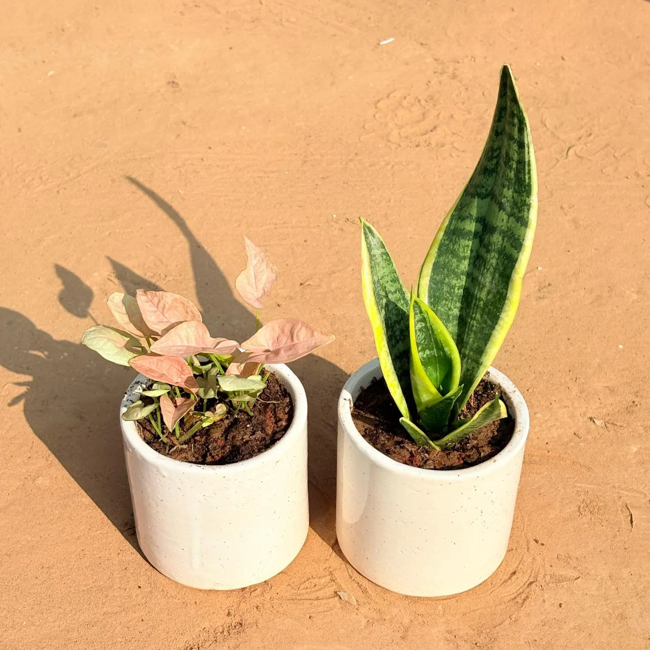Set of 2 - Syngonium Pink & Snake Yellow in 4 Inch White Pipe Designer Ceramic Pot (any design)