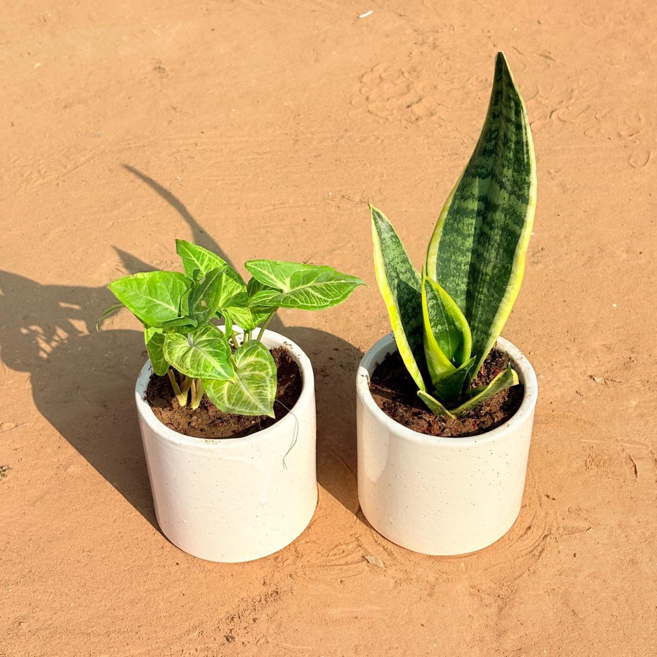Set of 2 - Syngonium Alba Dwarf & Snake Yellow in 4 Inch White Pipe Designer Ceramic Pot (any design)