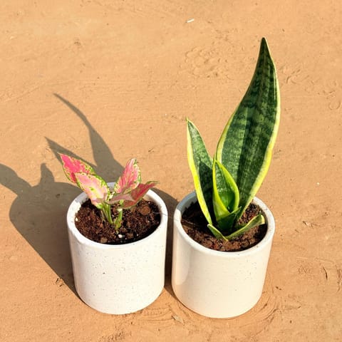 Set of 2 - Aglaonema Pink & Snake Yellow in 4 Inch White Pipe Designer Ceramic Pot (any design)