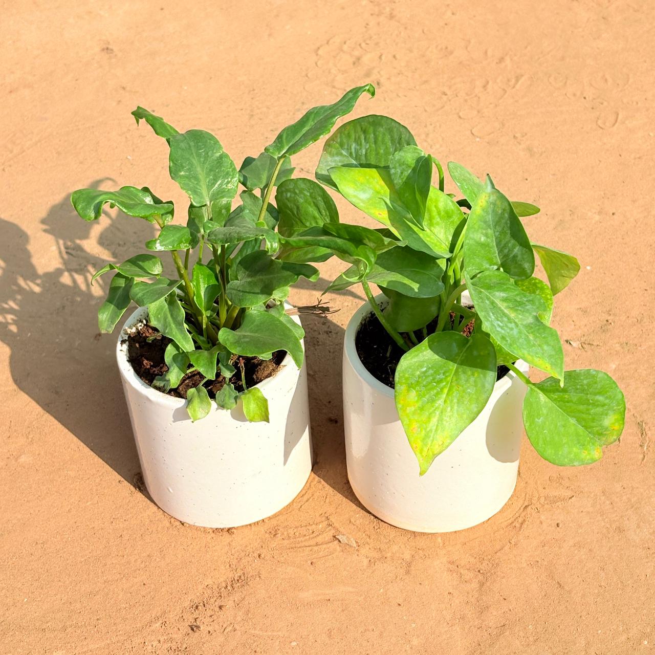 Set of 2 - Xanadu Green & Money Plant Green in 4 Inch White Pipe Designer Ceramic Pot (any design)