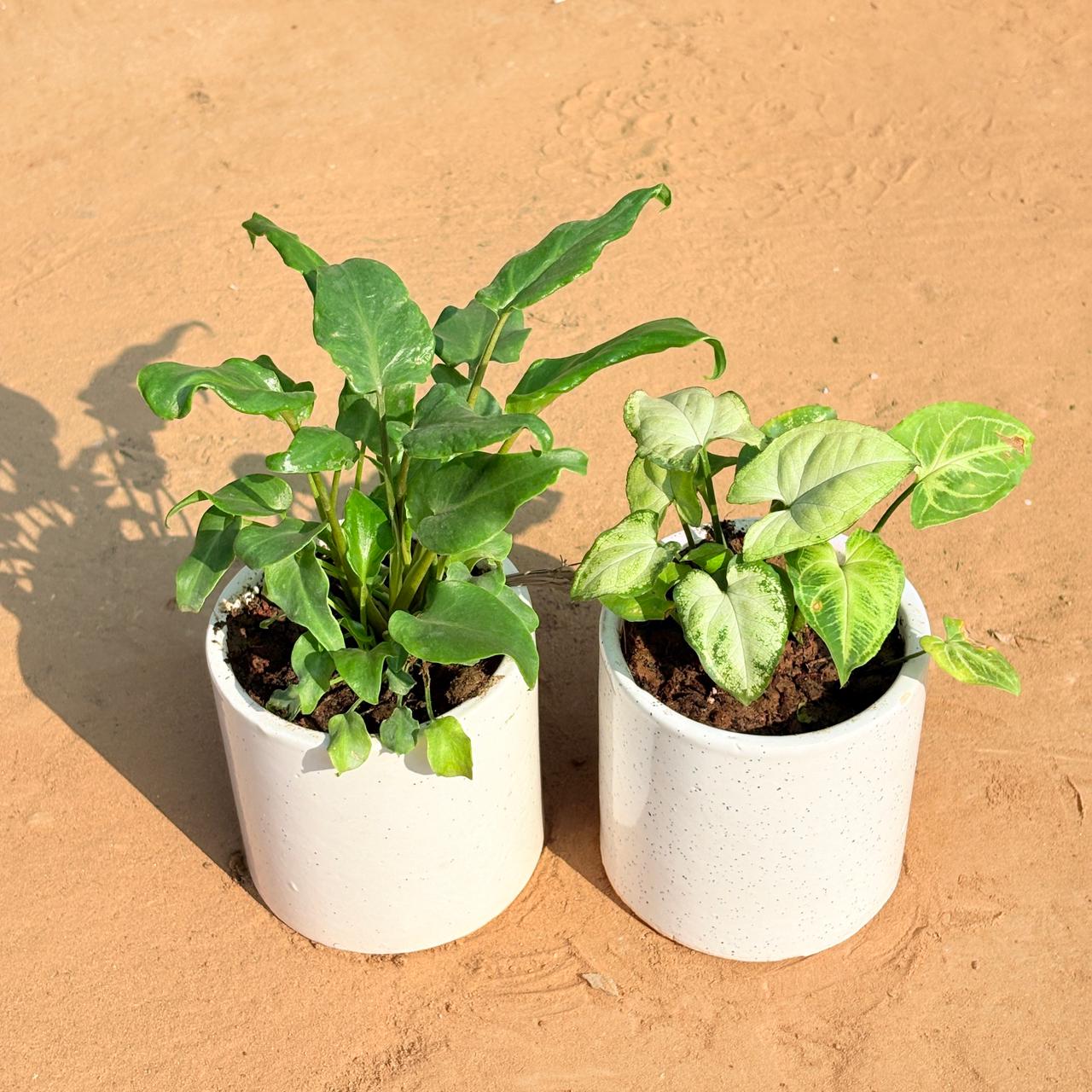 Set of 2 - Xanadu Green & Syngonium Yammi in 4 Inch White Pipe Designer Ceramic Pot (any design)