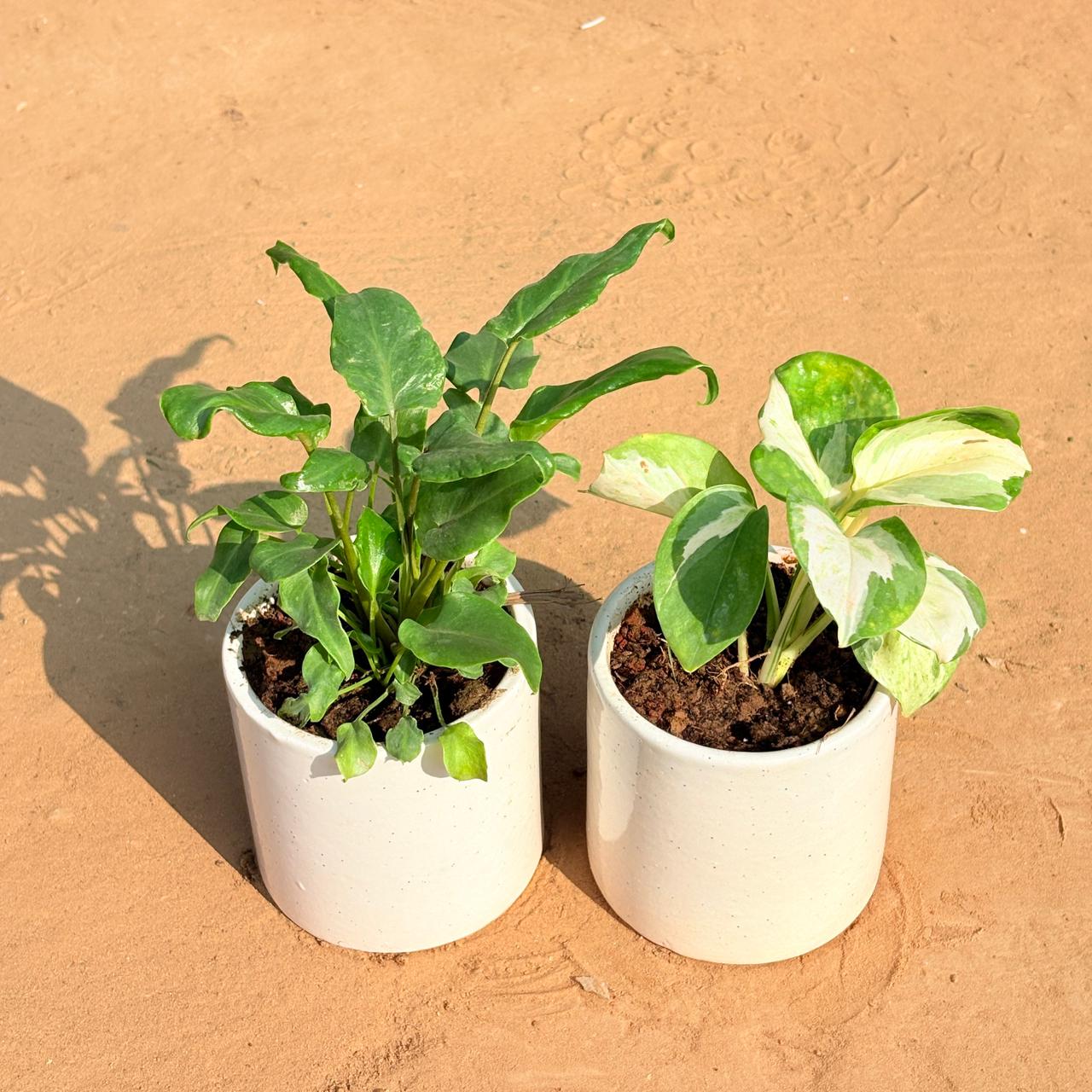 Set of 2 - Xanadu Green & Money Plant N'Joy in 4 Inch White Pipe Designer Ceramic Pot (any design)
