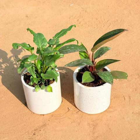 Set of 2 - Xanadu Green & Philodendron Red in 4 Inch White Pipe Designer Ceramic Pot (any design)