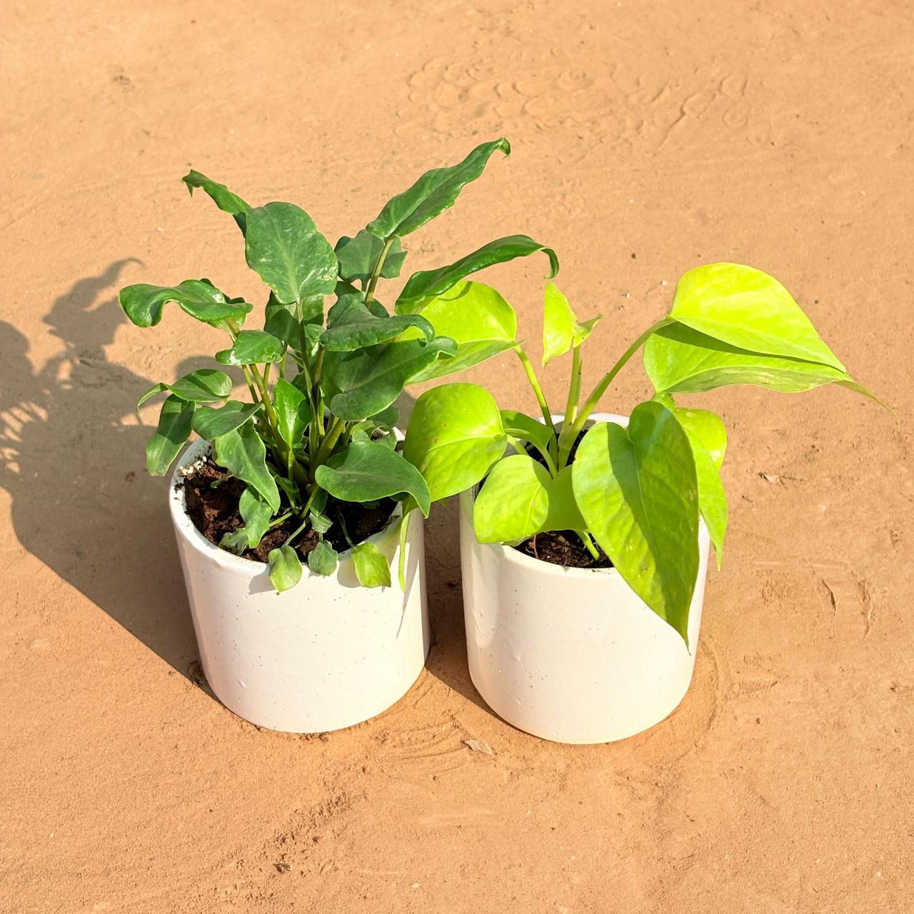 Set of 2 - Xanadu Green & Golden Money Plant in 4 Inch White Pipe Designer Ceramic Pot (any design)