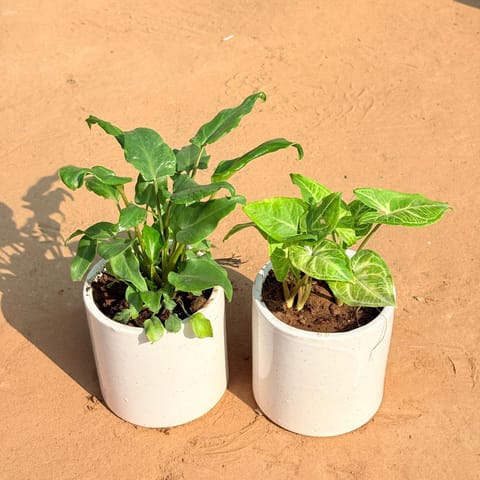 Set of 2 - Xanadu Green & Syngonium Alba Dwarf in 4 Inch White Pipe Designer Ceramic Pot (any design)