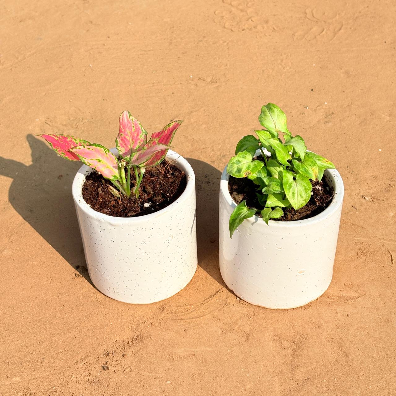 Set of 2 - Aglaonema Pink & Syngonium Green Arrowhead in 4 Inch White Pipe Designer Ceramic Pot (any design)