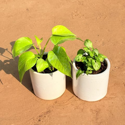 Set of 2 - Golden Money Plant & Syngonium Green Arrowhead in 4 Inch Live Plant White Pipe Designer Ceramic Pot (any design)