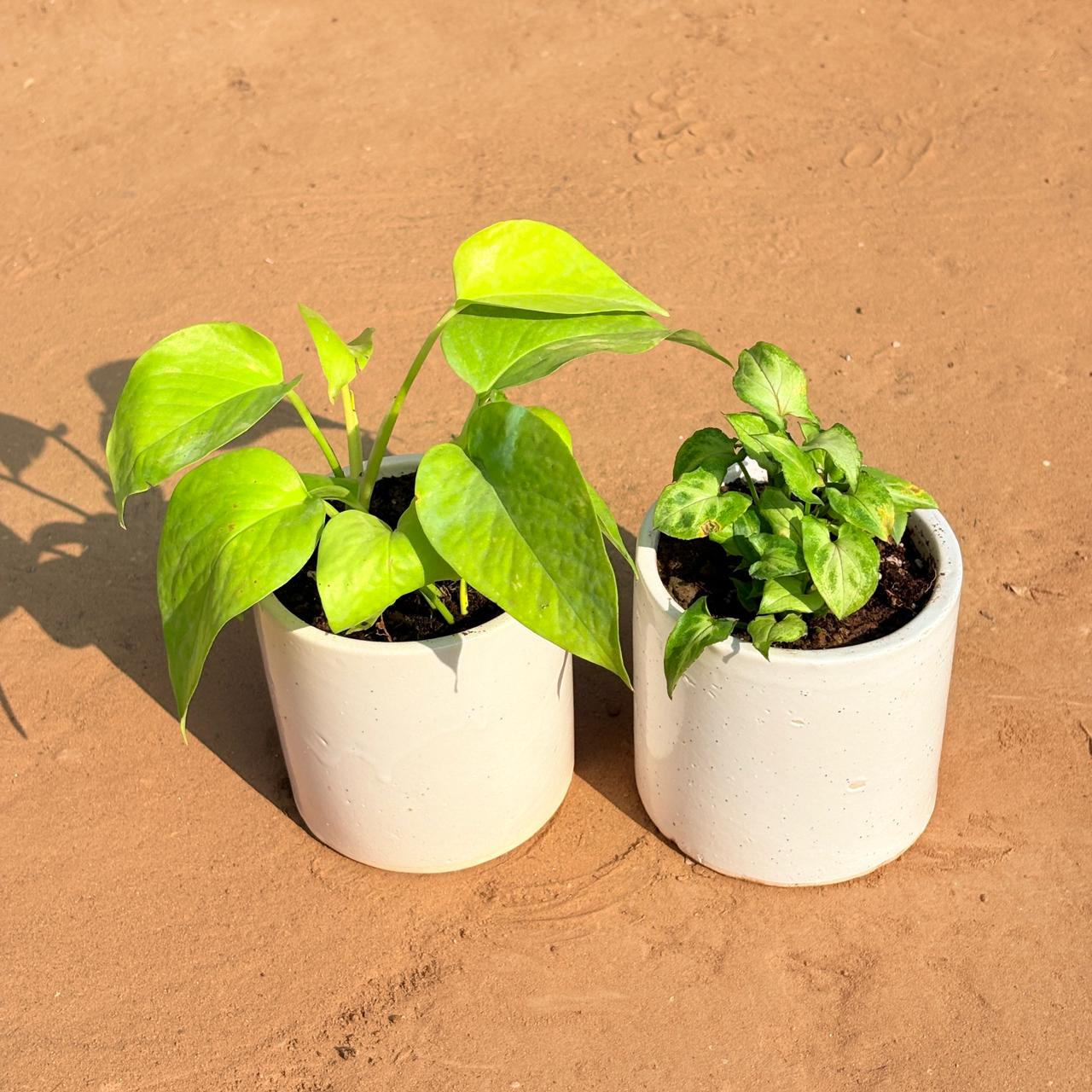 Set of 2 - Golden Money Plant & Syngonium Green Arrowhead in 4 Inch White Pipe Designer Ceramic Pot (any design)