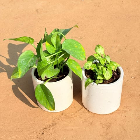 Set of 2 - Money Plant Green & Syngonium Green Arrowhead in 4 Inch White Pipe Designer Ceramic Pot (any design)