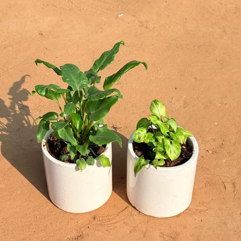 Set of 2 - Xanadu Green & Syngonium Green Arrowhead in 4 Inch White Pipe Designer Ceramic Pot (any design)