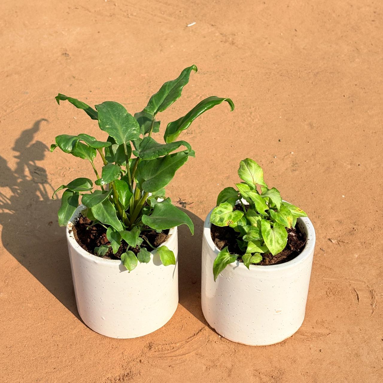 Set of 2 - Xanadu Green & Syngonium Green Arrowhead in 4 Inch White Pipe Designer Ceramic Pot (any design)