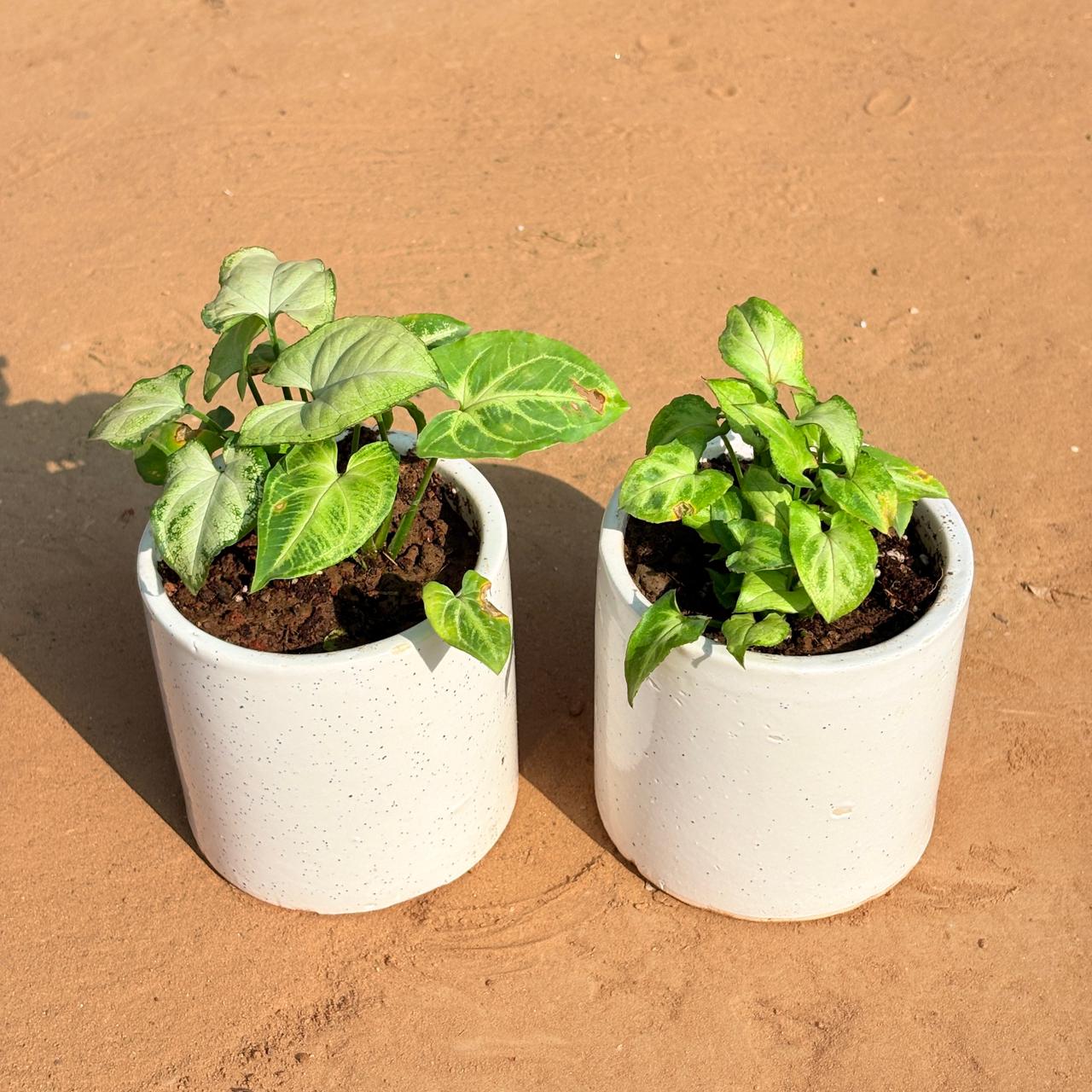 Set of 2 - Syngonium Yammi & Syngonium Green Arrowhead in 4 Inch White Pipe Designer Ceramic Pot (any design)