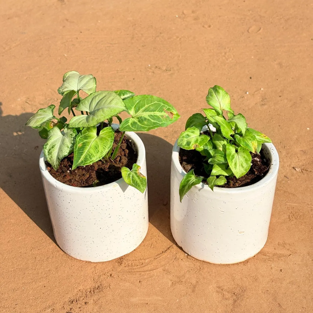 Set of 2 - Syngonium Yammi & Syngonium Green Arrowhead in 4 Inch White Pipe Designer Ceramic Pot (any design)