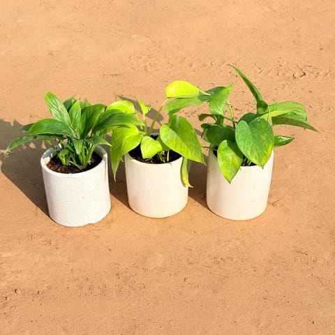 Set of 3 - Peace Lily, Golden Money Plant & Money Plant Green in 4 Inch White Pipe Designer Ceramic Pot (any design)