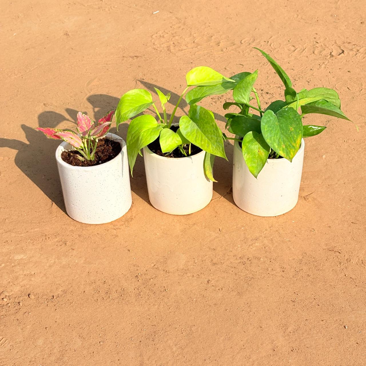 Set of 3 - Aglaonema Pink, Golden Money Plant & Money Plant Green in 4 Inch White Pipe Designer Ceramic Pot (any design)
