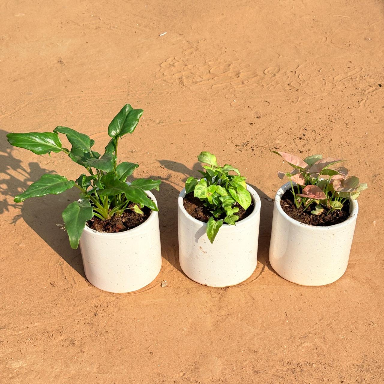 Set of 3 - Xanadu Green, Syngonium Green Arrowhead & Syngonium Pink in 4 Inch White Pipe Designer Ceramic Pot (any design)