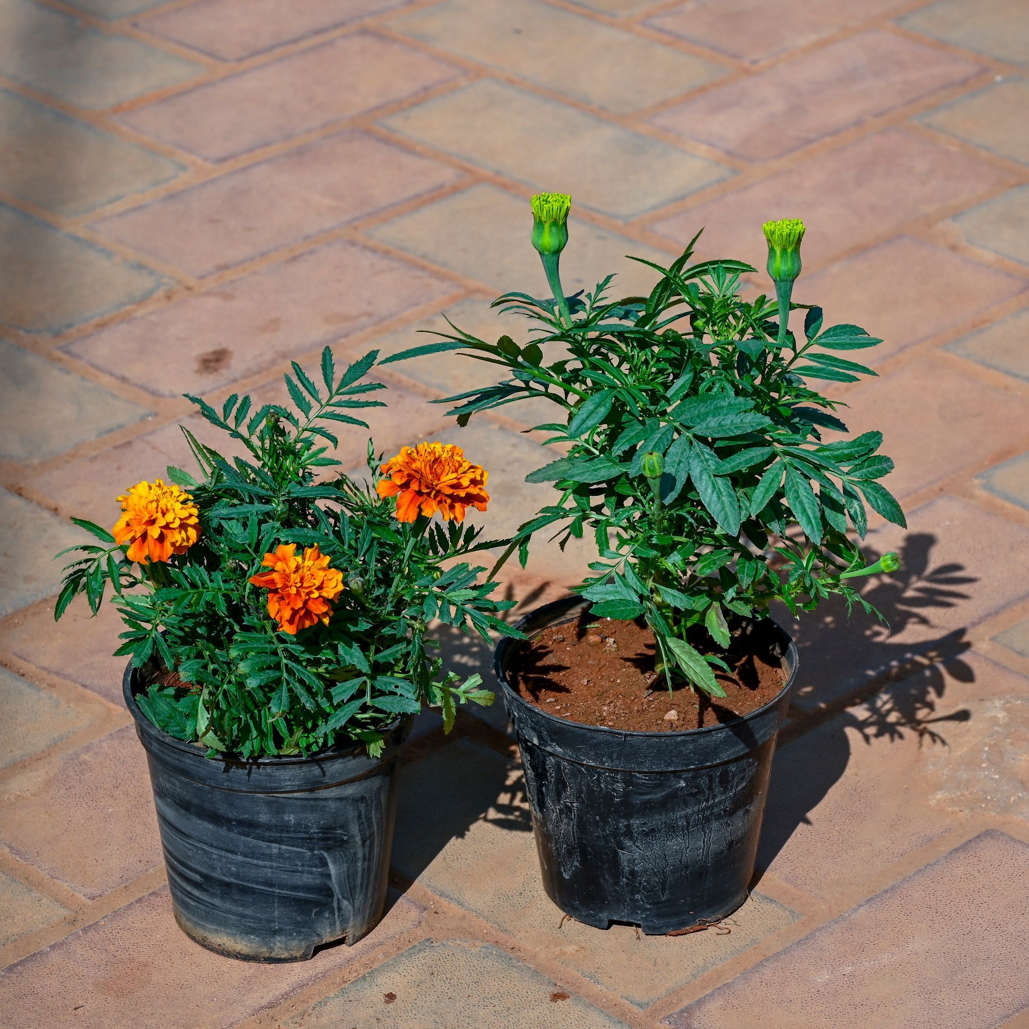 Set of 2 - Marigold / Genda Jafri (Any Colour) in 4 Inch Nursery Pot