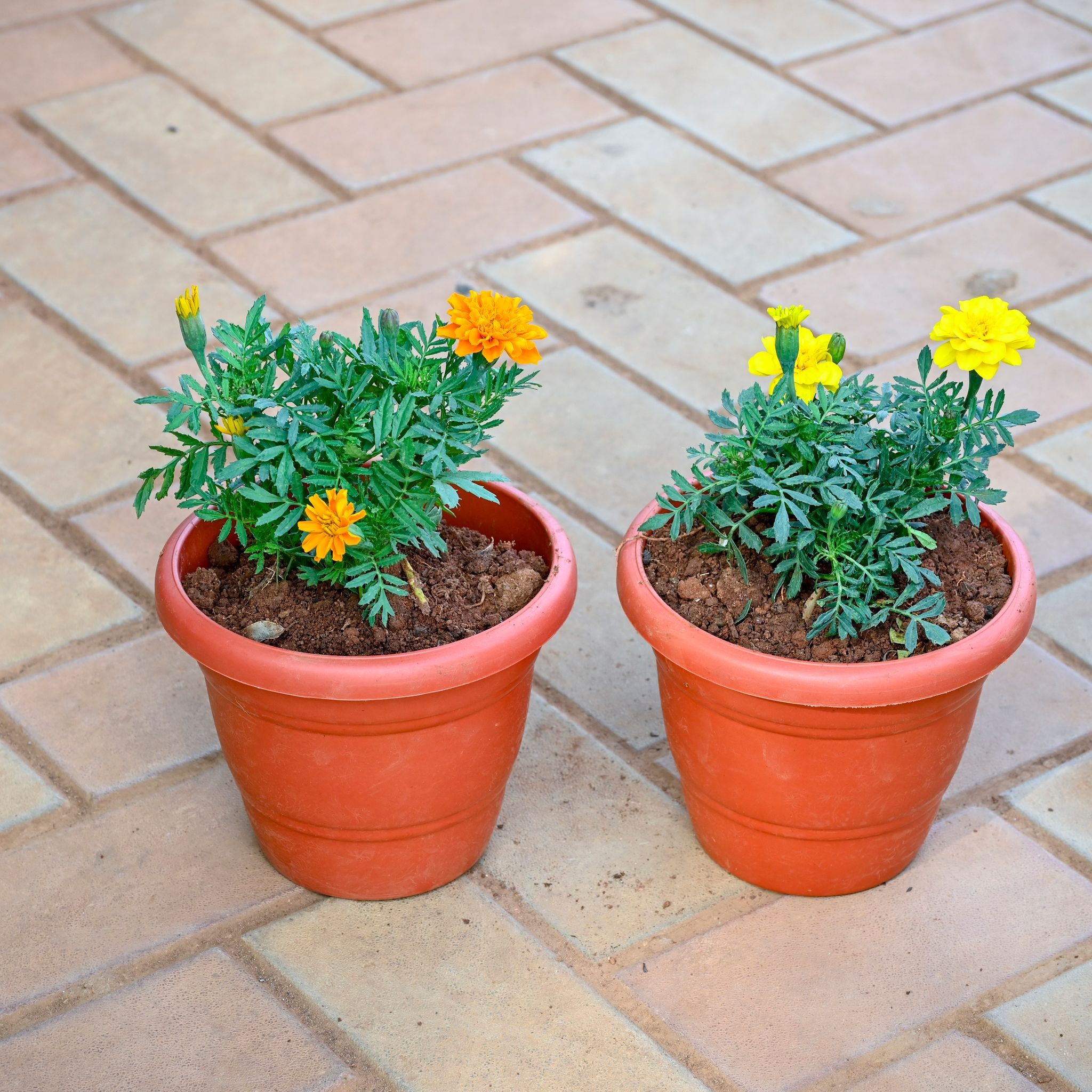 Set of 2 - Marigold / Genda Jafri (Any Colour) in 8 Inch Terracotta Red Classy Plastic Pot