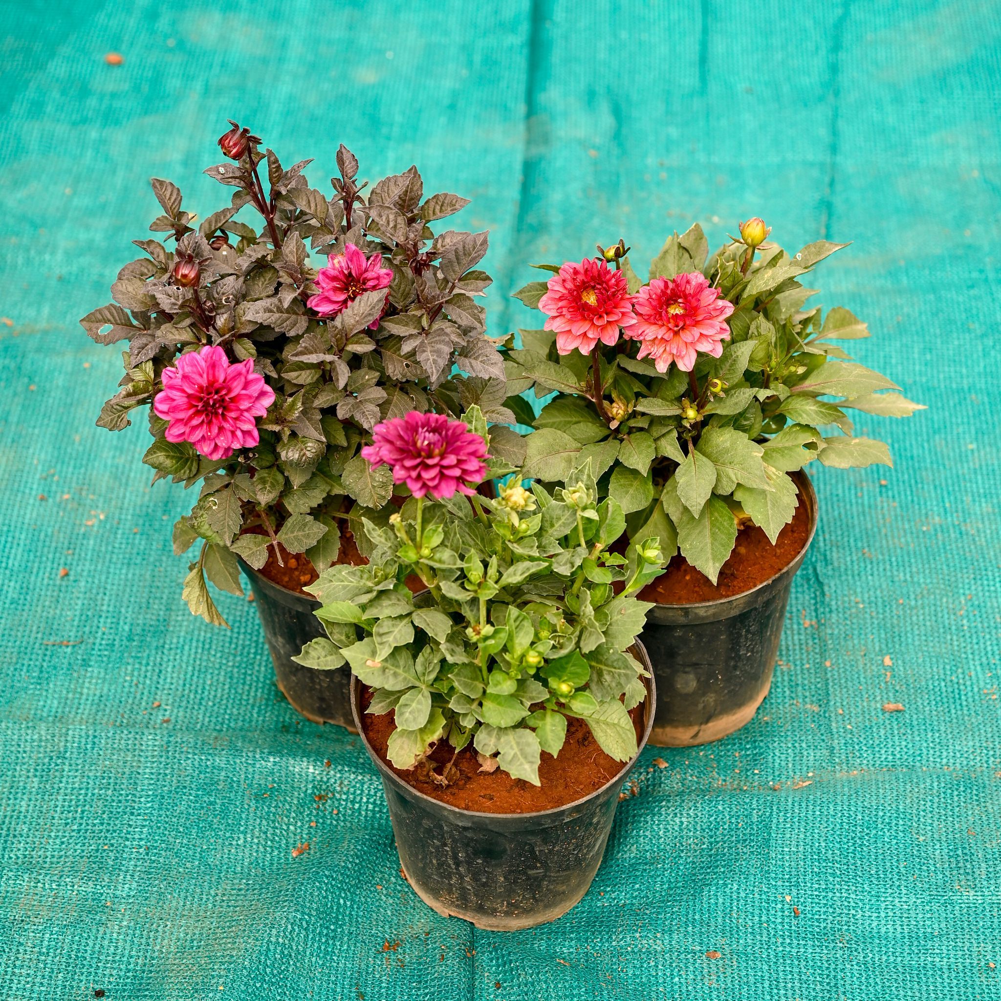 Set of 3 - Dahlia (Any Colour) in 6 Inch Black Super Nursery Pot