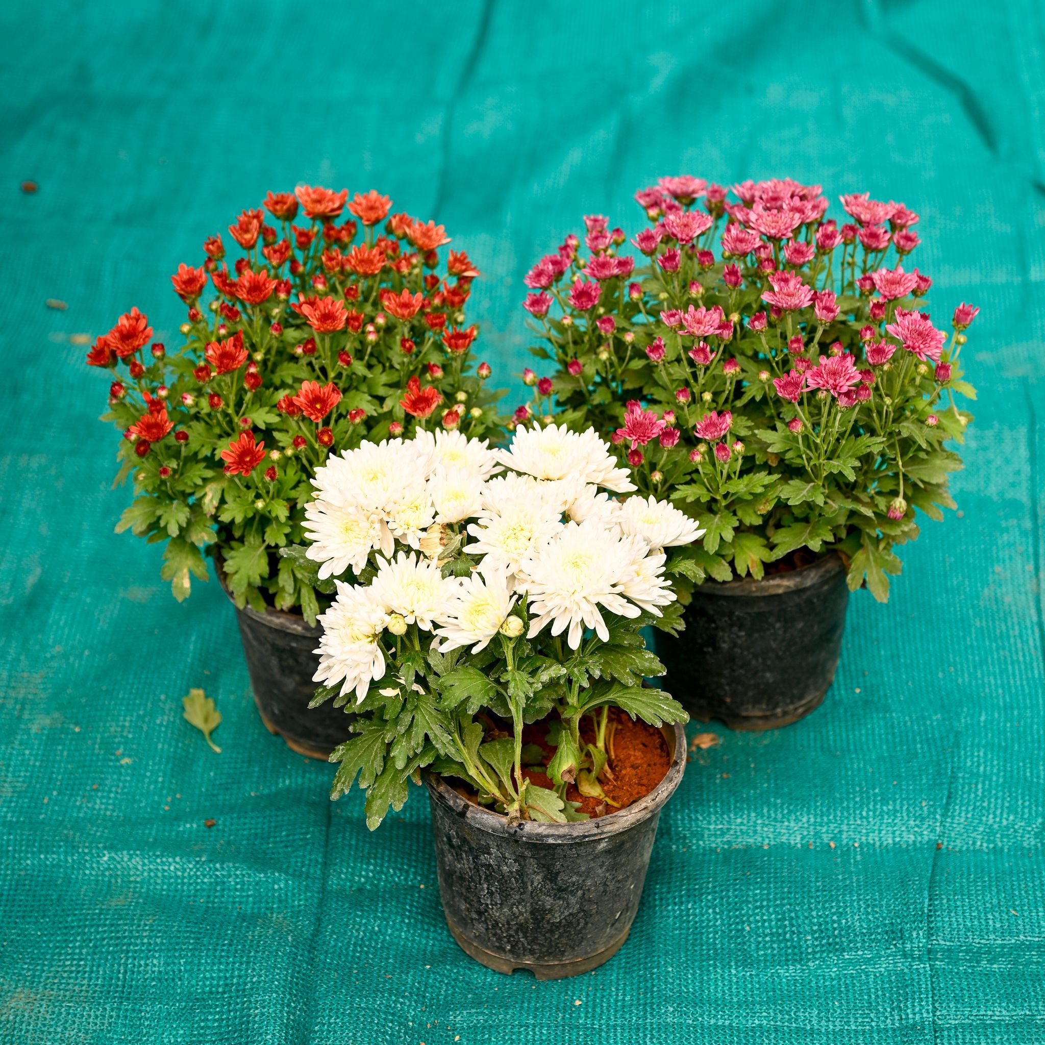 Set of 3 - Chrysanthemum / Shevanti / Guldawari (Any Colour) in 6 Inch Black Super Nursery Pot