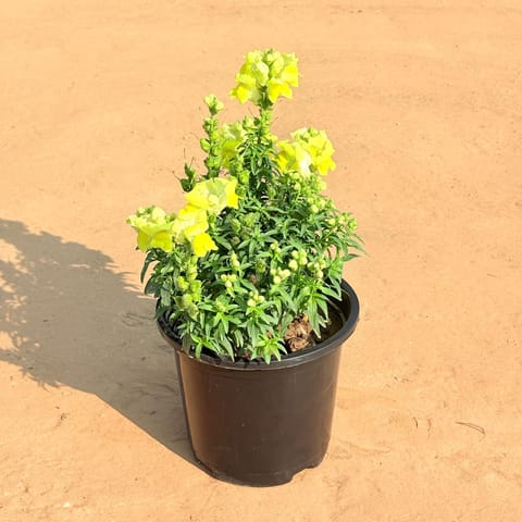 Antirrhinum Majus / Dog Flower (Any Colour) in 8 Inch Black Nursery Pot