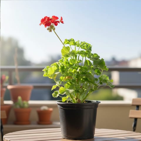 Geranium (Any Colour) in 6 Inch Nursery Pot