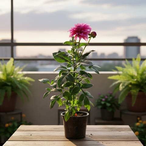 Dahlia (Any Colour) in 6 Inch Nursery Pot