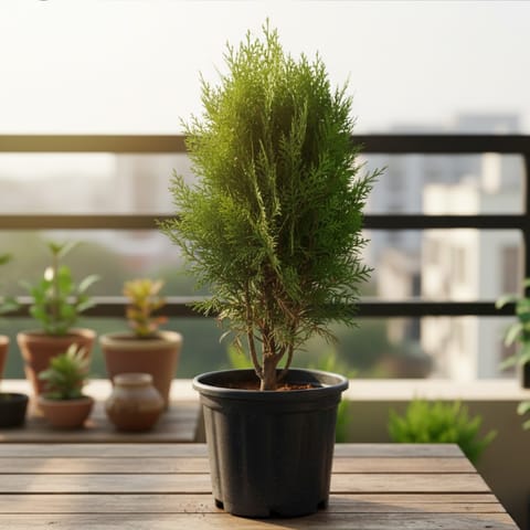 Mor Pankhi in 6 Inch Nursery Pot