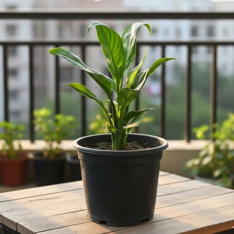 Peace Lily in 5 Inch Nursery Pot