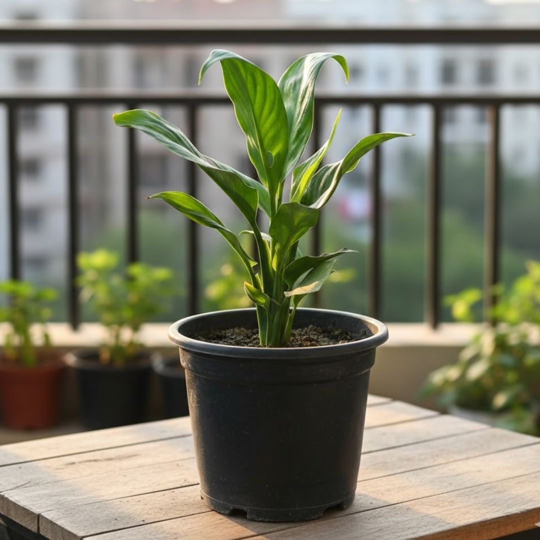 Peace Lily in 5 Inch Nursery Pot
